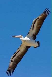 巨大なペリカン だが黒い Giant Pelican But Black 追記 13shoe 高野十座のブログ