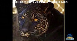 ライガー タイグロン ジャグリオン レオポン リリガー Ligers Tigons Jaglion Leopons Lilligers ハイブリッド アニマル そして ブラック ライオン Real Black Lion 13shoe 高野十座のブログ