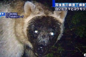 国後島の奇妙な白ヒグマ A Strange White Color Brown Bear Found In Kunashiri Island 13shoe 高野十座のブログ