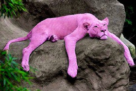 ピンクパンサーは実在した Pink Panther Was Real 13shoe 高野十座のブログ