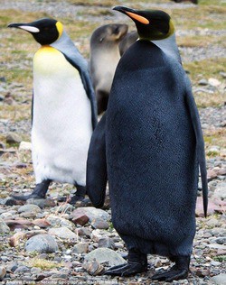 The Beautiful Black Penguin 黒く美しいペンギン 13shoe 高野十座のブログ