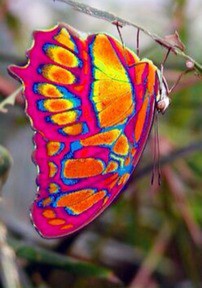 なんと美しい蝶 What A Beautiful Butterfly 13shoe 高野十座のブログ