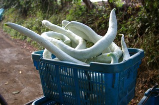 最近のヘビウリ : 野菜直売高梨農場農場通信ブログ版