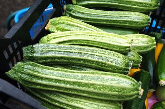 ズッキーニのステラ 野菜直売高梨農場農場通信ブログ版