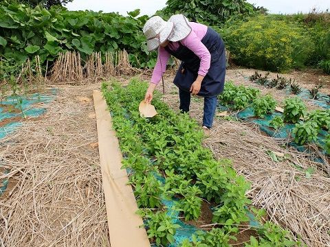バジル類のバッタ対策 野菜直売高梨農場農場通信ブログ版