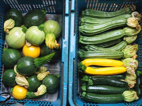 またまたズッキーニのこと 6品種そろいました 野菜直売高梨農場農場通信ブログ版