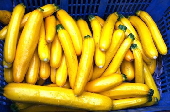 バナナみたい 黄色いズッキーニ 野菜直売高梨農場農場通信ブログ版