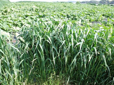 古典的ですが カボチャに風よけエンバクの栽培 野菜直売高梨農場農場通信ブログ版