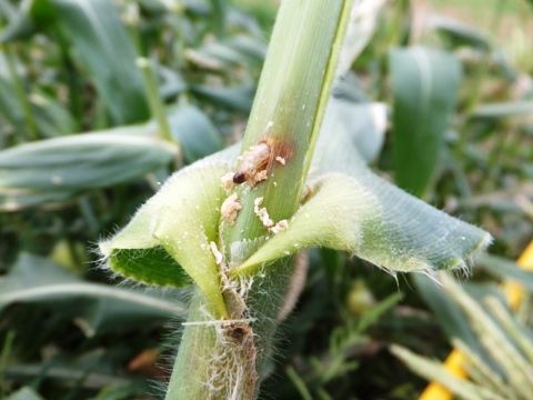 せっせとスイートコーンの雄穂除去は続く 野菜直売高梨農場農場通信ブログ版