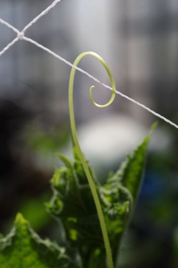 じつはズッキーニが始まっています 手始めは花ズッキーニから 野菜直売高梨農場農場通信ブログ版