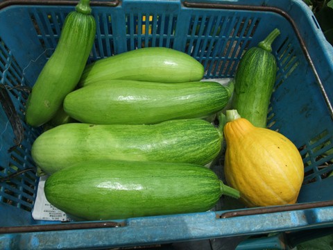 韓国カボチャ マッチャン 野菜直売高梨農場農場通信ブログ版