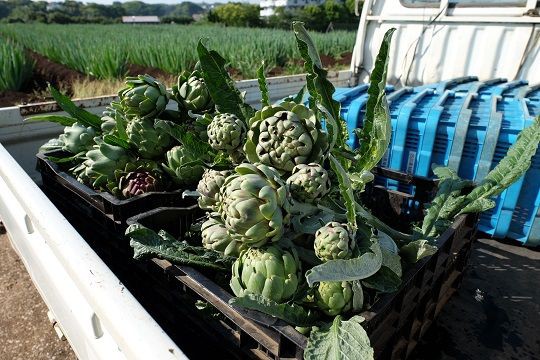 アーティチョークの販売はまもなく終了します 野菜直売高梨農場農場通信ブログ版