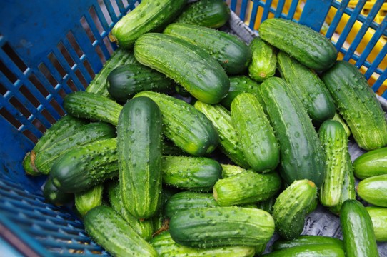 ピクルス用キュウリ収穫始まる ミニキュウリ ラリーノ も 野菜直売高梨農場農場通信ブログ版