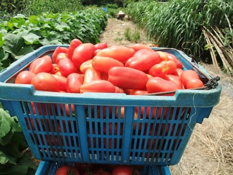 今シーズン初のサンマルツァーノがとれました 野菜直売高梨農場農場通信ブログ版