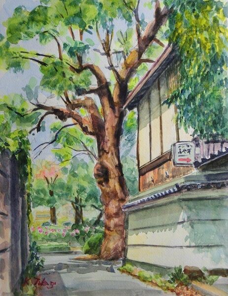 クスノキ　水彩画 大きなクスノキ : takaの新風景画2