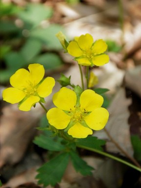 高尾山の花 ヘビイチゴ 高尾山へ行こう 高尾山ハイキング情報