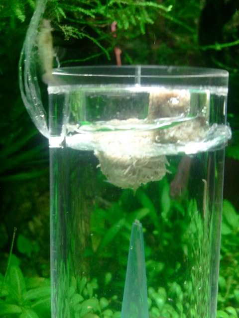 イトミミズを餌に実験 熱帯魚素人タカピン