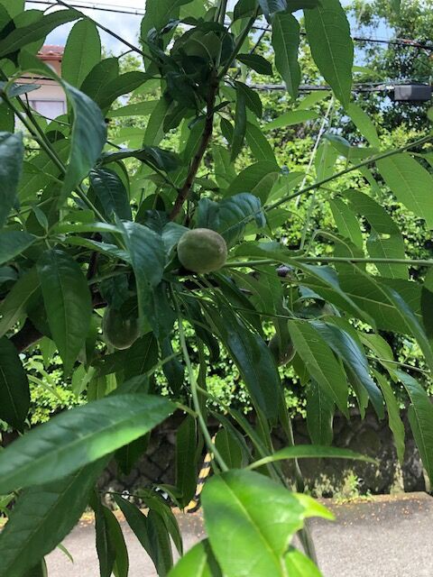 おうちの庭木 アーモンドの木に今年はいっぱい実がなっています 宝塚暮らしをもっと楽しもう 情報誌comipa