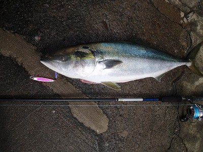 ワラサ釣りました 東伊豆 釣り情報の宿