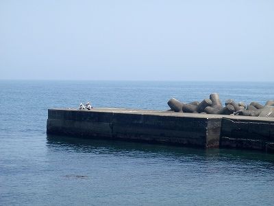 青物回遊 東伊豆 釣り情報の宿