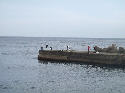 今日の白田堤防 東伊豆 釣り情報の宿