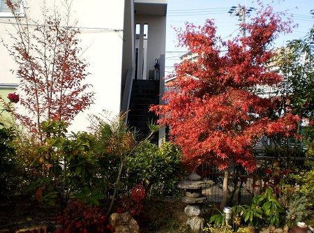 庭木の紅葉状態3 果樹栽培を中心としたブログ