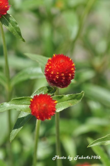 ご近所の花達その二 千日紅 阿波からえっとぶり