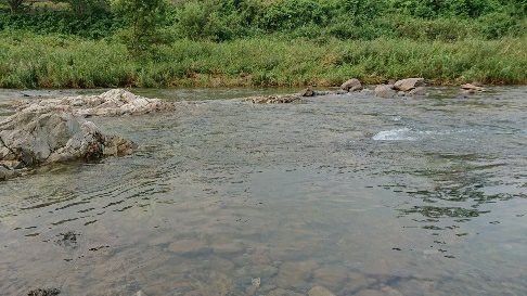 小鮎釣り 犬上川19 08 04 釣りにつられて