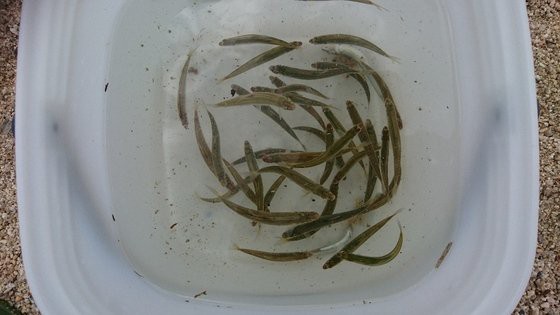 小鮎釣り 志賀の浜17 05 27 釣りにつられて 小鮎釣り 志賀の浜17 05 27 釣りにつられて