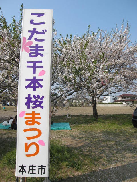 桜を見に こだま千本桜まつり 埼玉県児玉町 資格ゲッターが行く