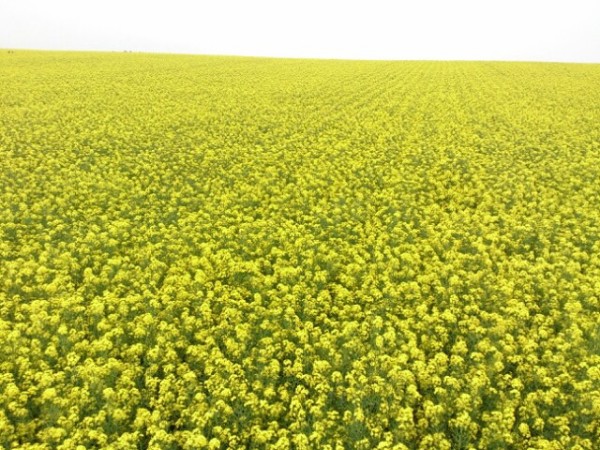 滝川市の菜の花がスゴかった 北海道滝川市菜の花まつり 資格ゲッターが行く