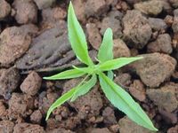 発芽 桃 自分で蒔いた種 仮