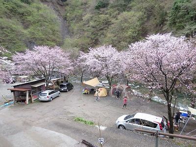 春のお楽しみ 道志みちでお花見キャンプ キャンプ場とキャンプ道具を狭く深く語るブログ 略して セマフカ