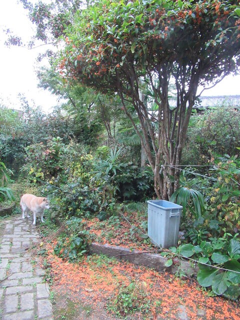 雨上がりの庭には 金木犀の下に 花びらを敷き詰めたオレンジの絨毯が出来ていました 花と短歌と竹原と