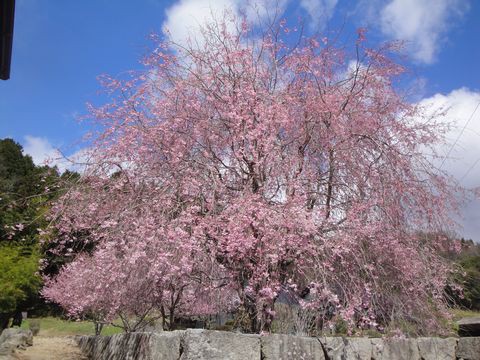 春爛漫 竹原桜めぐり 手島邸の桜 宿根一本桜 バンブー公園の桜 安浦 稚児公園の桜 花と短歌と竹原と