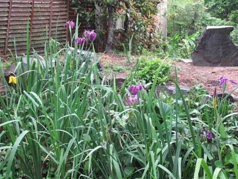 オクラレルカ ノボリフジ 梅花うつぎの花が咲き 庭は若葉がみなぎっています 花と短歌と竹原と
