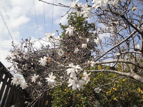 朝な朝 ひろしまフオット歩きのブログ見るアングル美し花と景色の ２０１９年４月のうた 花と短歌と竹原と