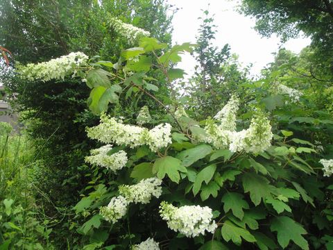 我家の庭畑のカシワバ紫陽花 京がのこ ドクダミ 梅花うつぎ 薔薇の花が満開です 花と短歌と竹原と