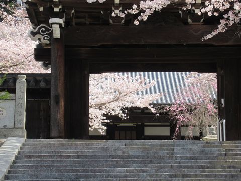 竹原市照蓮寺の４月１日の桜 バンブー公園の桜 賀茂川橋より竹原町並み保存地区の裏山の桜と普明閣を望む 花と短歌と竹原と