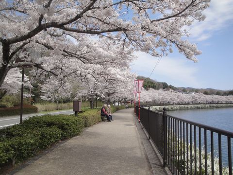 庄原市の上野公園の満開の桜を見に行きました 花と短歌と竹原と