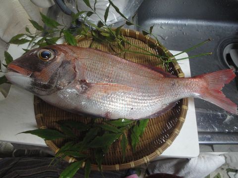 瀬戸内海の釣りたての鯛が届きました 花と短歌と竹原と