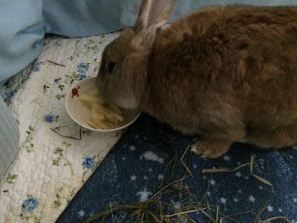 ウサギの斜頸 娘の闘病日誌2 蘇竜聖園