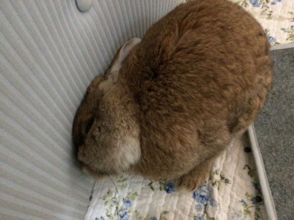 ウサギの斜頸 娘の闘病日誌 蘇竜聖園