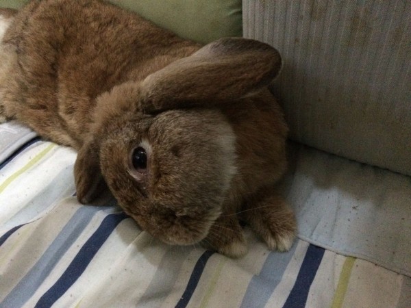 ウサギの斜頸 娘の闘病日誌2 蘇竜聖園