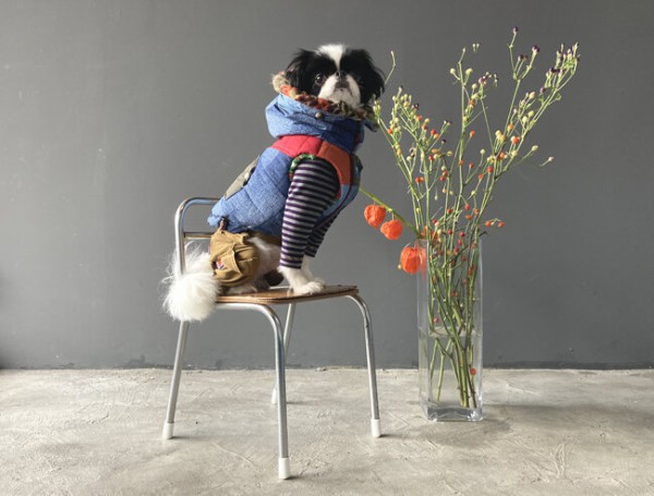 犬服 3Sわんこの普段着車×マスタード
