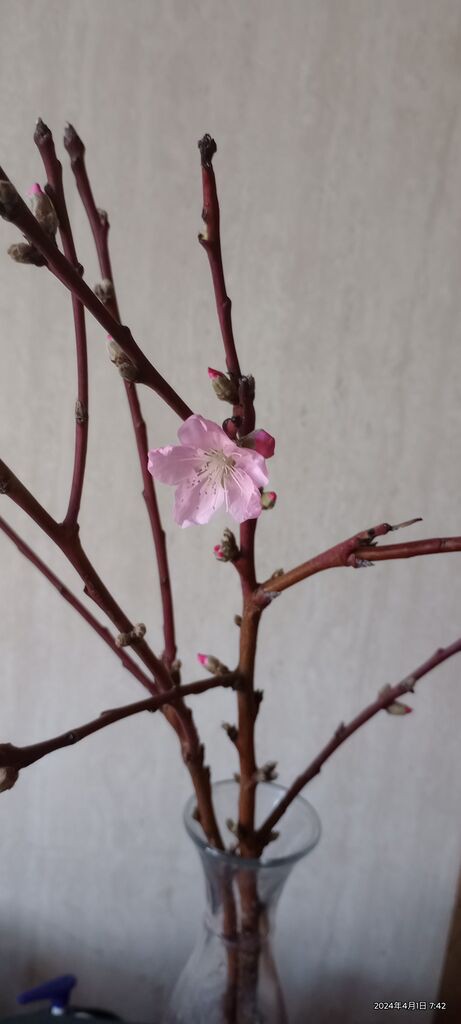 桃の花が咲き : ラブ甲州
