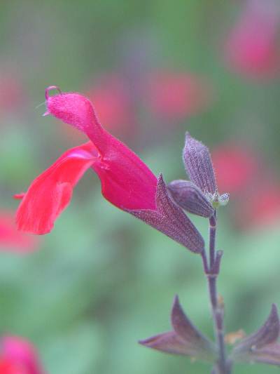 チェリーセージの蜜は あれやこれや