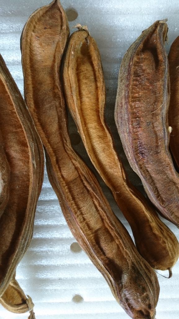 アイスクリームビーン 波と風の音を聴きながら