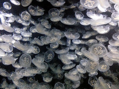 くらげページです♡ まぼろしの巨大クラゲをさがして | クロエ・サベージ, クロエ