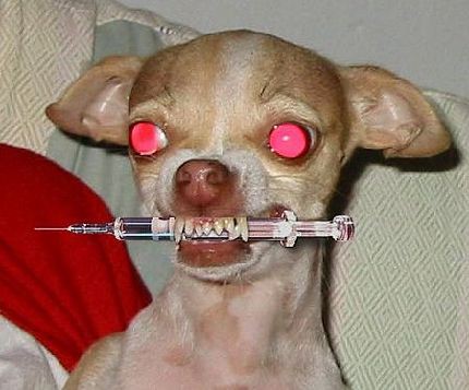 普通の犬じゃない 怖い話で眠れなくするブログ